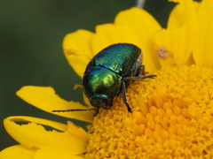 Cryptocephalus sericeus