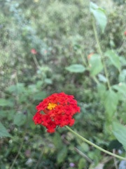 Lantana horrida