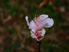 Prunus persica