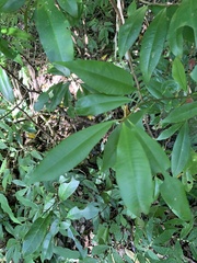 Ardisia quinquegona