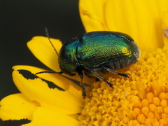 Cryptocephalus sericeus