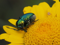 Cryptocephalus sericeus