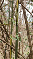 Phyllostachys