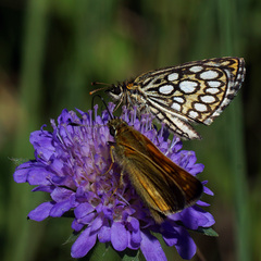 Heteropterus morpheus