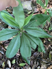 Ardisia virens