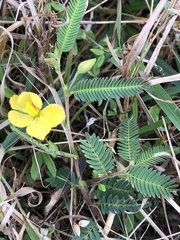 Chamaecrista garambiensis