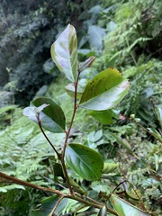 Glochidion rubrum
