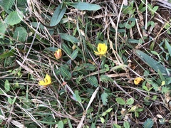 Chamaecrista garambiensis