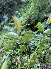 Glochidion rubrum