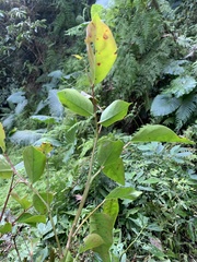 Glochidion rubrum