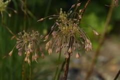 Allium flavum tauricum