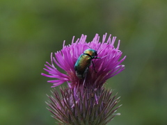 Cryptocephalus sericeus