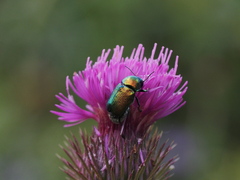 Cryptocephalus sericeus