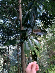 Cryptocarya chinensis