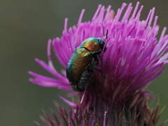 Cryptocephalus sericeus