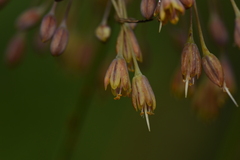 Allium flavum tauricum