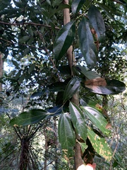 Cryptocarya chinensis