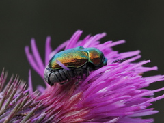 Cryptocephalus sericeus