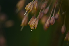 Allium flavum tauricum