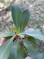 Myrsinoideae