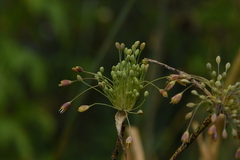 Allium flavum tauricum