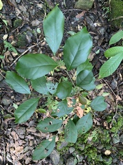 Glochidion rubrum