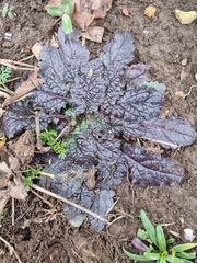 Verbascum phoeniceum