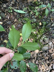 Glochidion rubrum