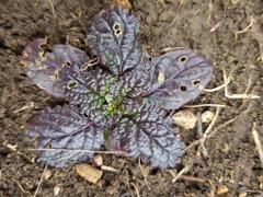 Verbascum phoeniceum