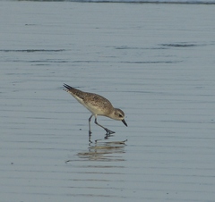 Pluvialis squatarola