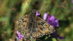 Muschampia floccifera