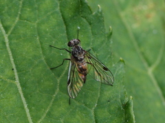 Chrysopilus erythrophthalmus