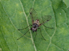 Chrysopilus erythrophthalmus