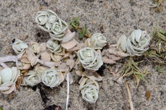 Atriplex leucophylla