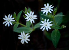 Stellaria pubera