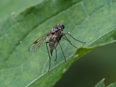 Chrysopilus erythrophthalmus