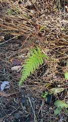 Pelazoneuron kunthii