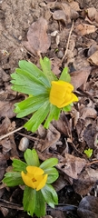 Eranthis hyemalis