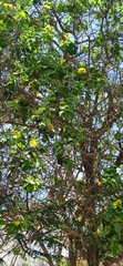 Cordia lutea