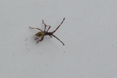 Gonocerus acuteangulatus