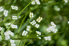 Valerianella radiata
