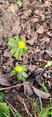 Eranthis hyemalis