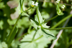 Valerianella radiata