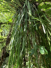 Haplopteris elongata