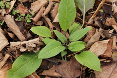 Hesperis matronalis