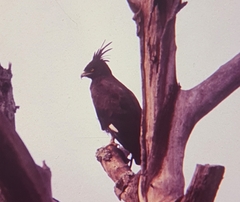 Lophaetus occipitalis