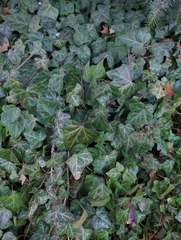 Hedera helix