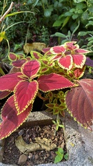 Coleus scutellarioides