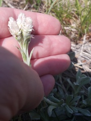 Antennaria parvifolia