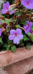 Achimenes